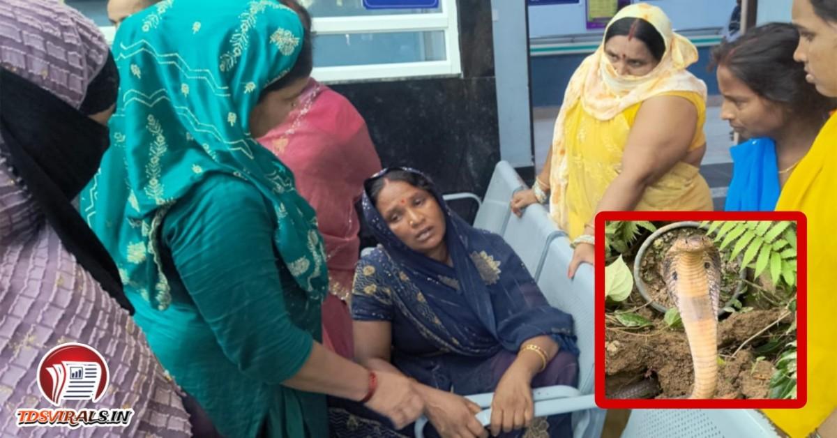 Bhore Snake Bite news
