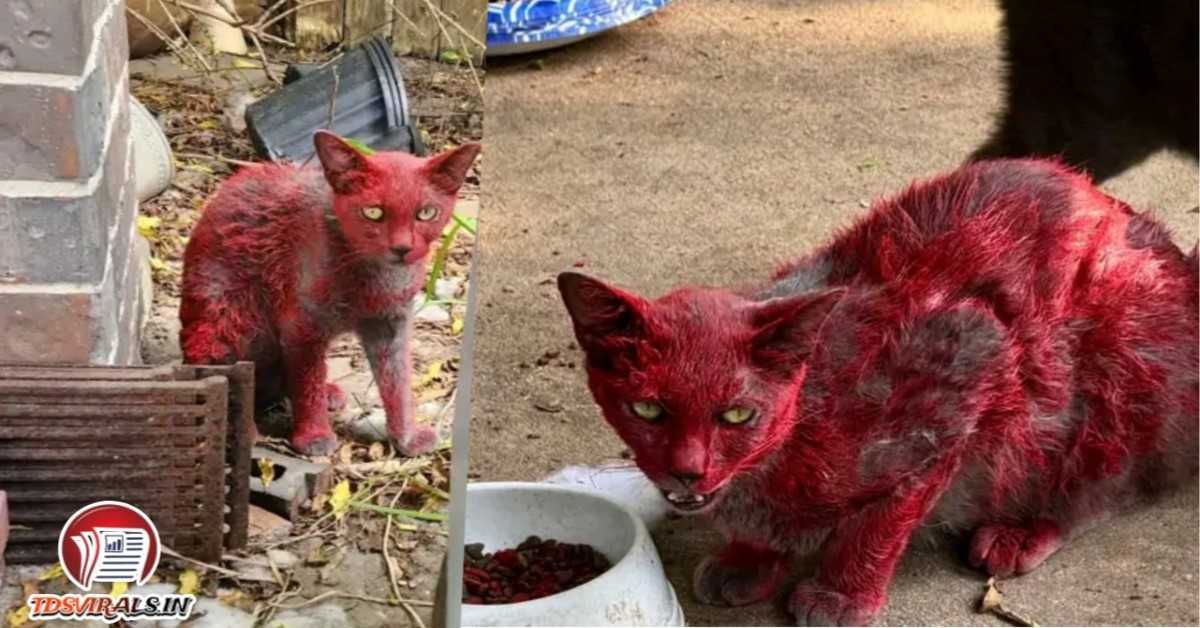 Texas Mystery Cat