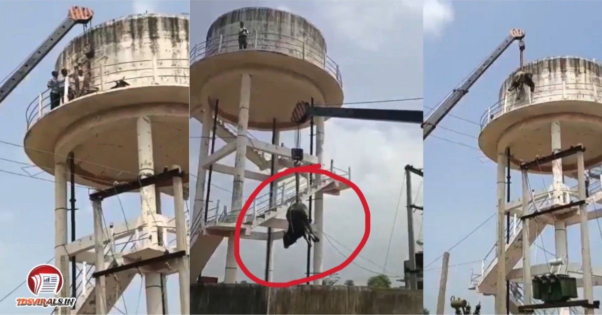 Bull climbs water tank Sheopur MP